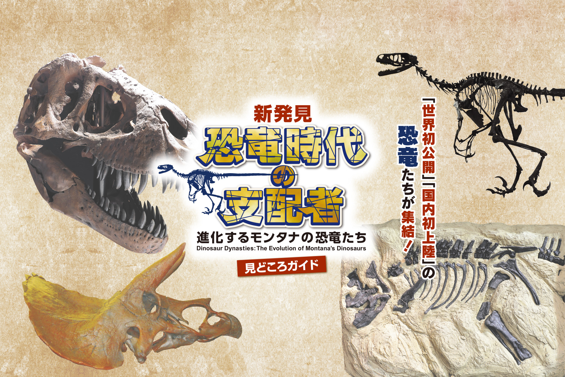 新発見 恐竜時代の支配者 進化するモンタナの恐竜たち 見どころガイド くまにち すぱいす
