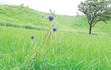 画像：森林自然観察・体験教室「ヒゴタイ公園」 夏だ！棚田だ！水源だ！！