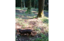 画像：愛犬と一緒に森を散策