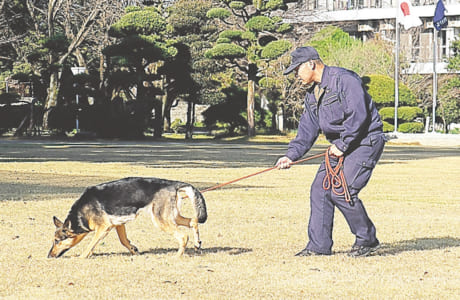 犯人のにおいを追う足跡追及の訓練
