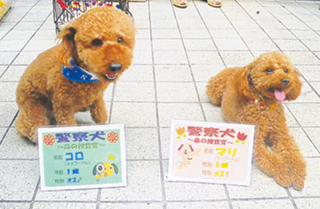 コロ（左）&マリ（トイプードル）