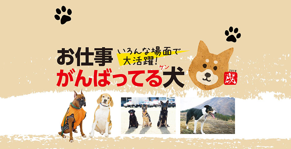 400号 すぱいすフォーカス いろんな場面で大活躍 お仕事がんばってる犬 ケン くまにち すぱいす