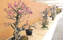 画像：第16回 玉名盆梅展