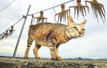 画像：企画展「猫島ありのまま 湯島から」