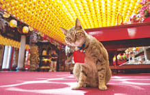 画像：岩合光昭の世界ネコ歩き写真展