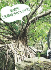 西平椿公園のアコウの木