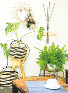 使用植物／（右）シダ、（左）モンステラ