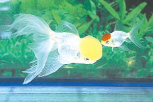 金魚の館