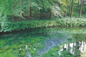 白川水源