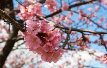 画像：河津桜で感じた春の訪れ