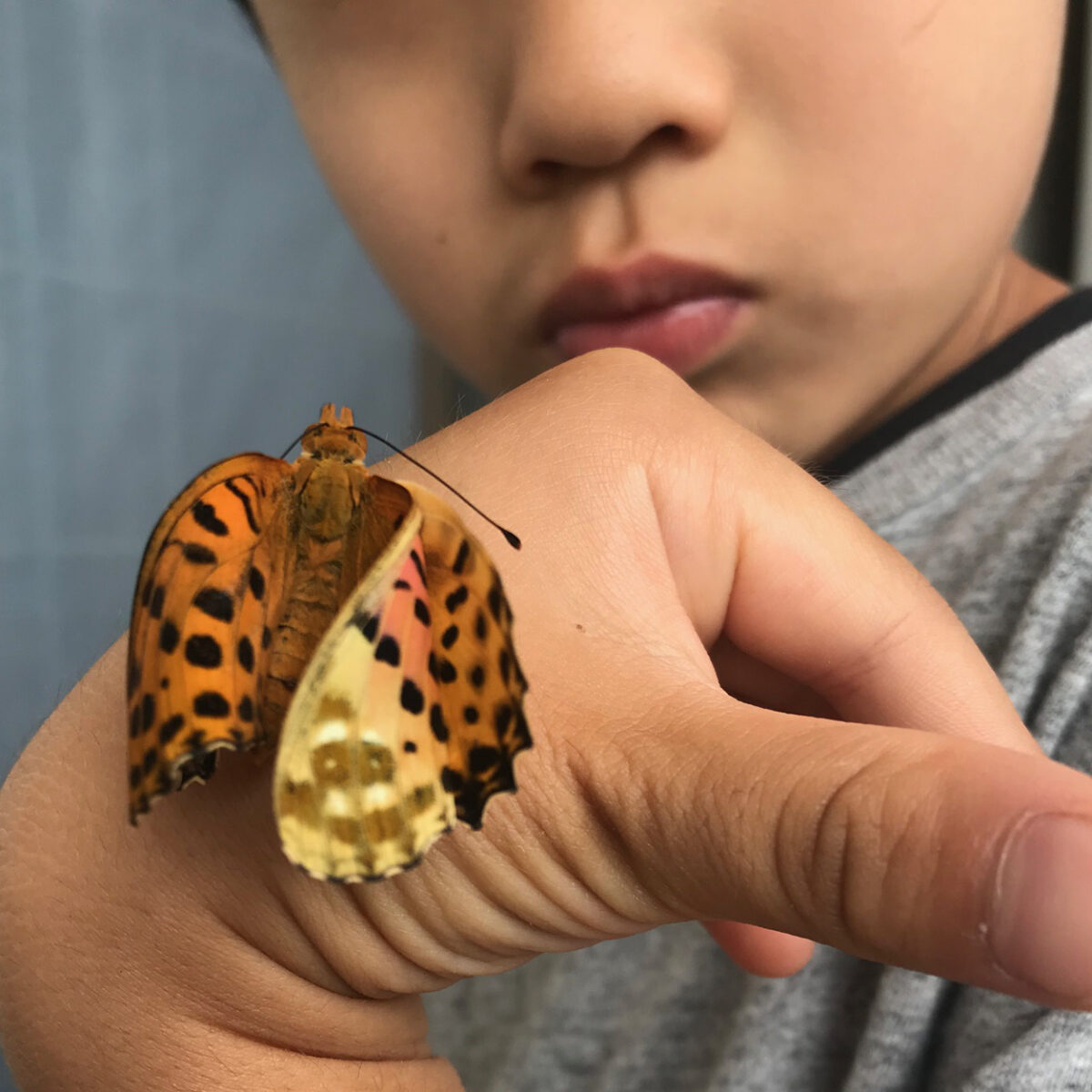 読者スタッフ ブログ 子どもが捕まえてきた生き物を飼ってみたら くまにち すぱいす