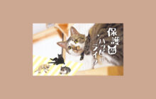 画像：【532号】保護猫とのハッピーライフ