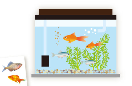 537号 子ども夏休み相談室 捕まえた生き物のお世話の仕方は くまにち すぱいす