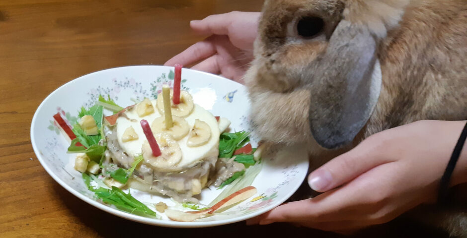 ウサギも食べられるバースデーケーキ くまにち すぱいす