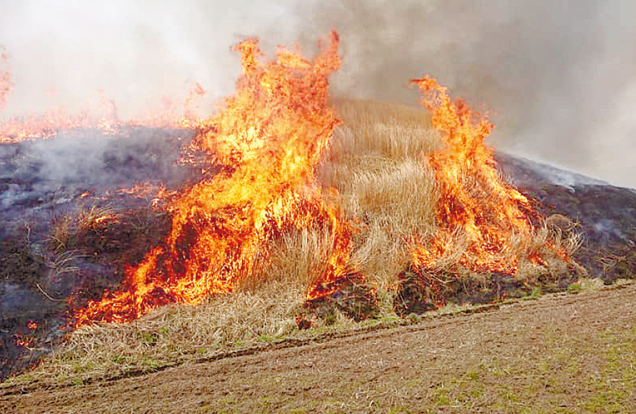草原維持のために欠かせない野焼き。枯れたススキにも一斉に火が放たれます。茅とは、ススキやアシなどイネ科の多年草の総称です