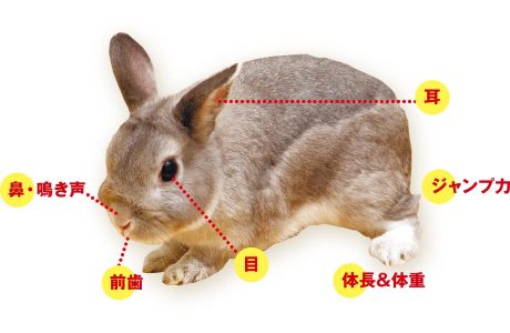 モフモフ大解剖！ウサギってどんな動物？