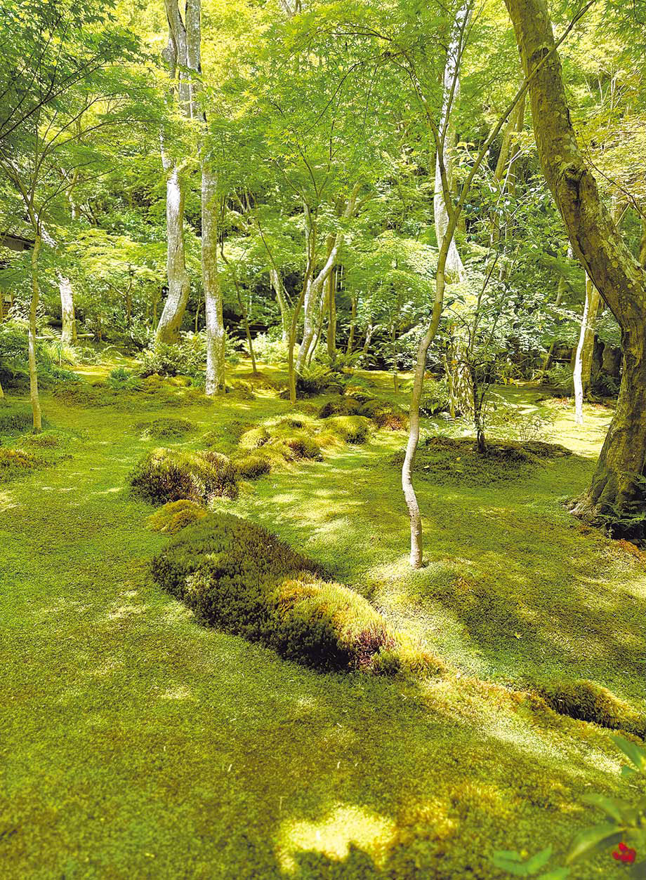 村上美香のヒトコトつれづれ - 緑の中で奇跡を感じた京都旅行