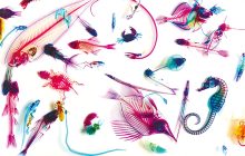 画像：冨田伊織 新世界『透明標本』展