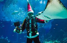 画像：12月は「海のクリスマス2023」