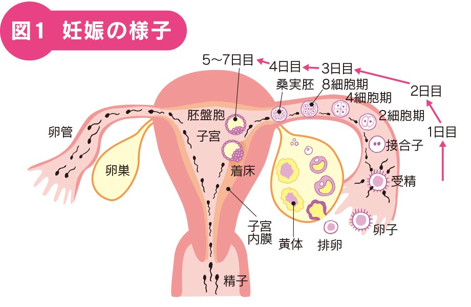 図1 妊娠の様子