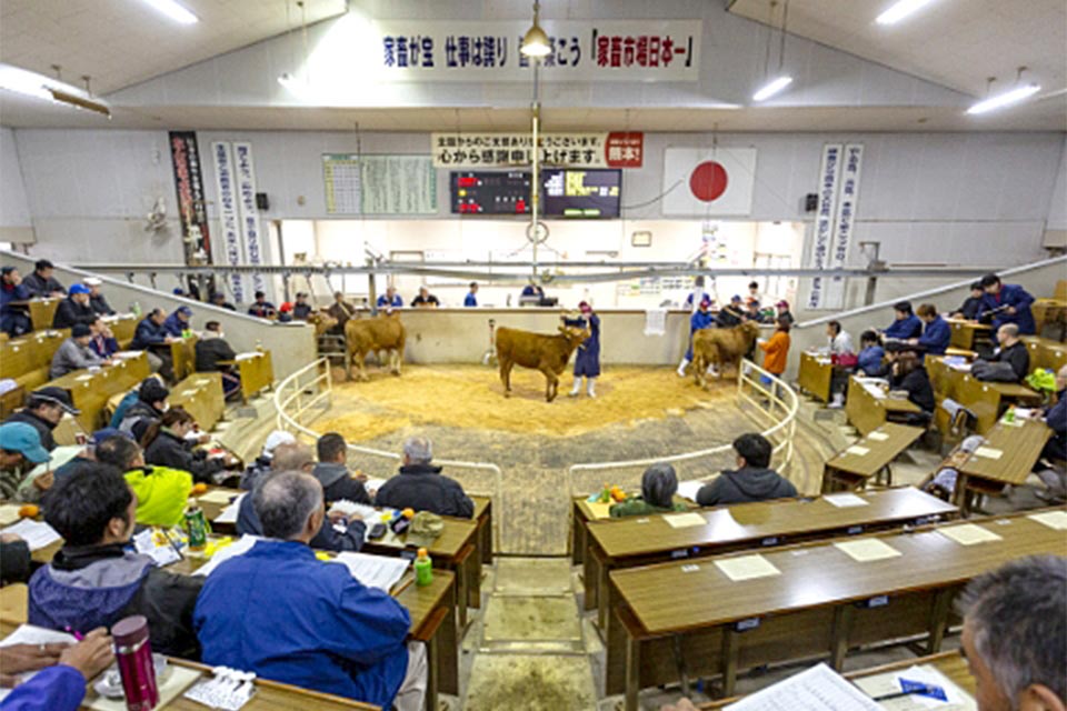 あか牛や黒牛の子牛の競り場の様子。熊本で生まれた子牛が全国のブランド牛へと成長するそう。子馬の競りも年に1度開催されています