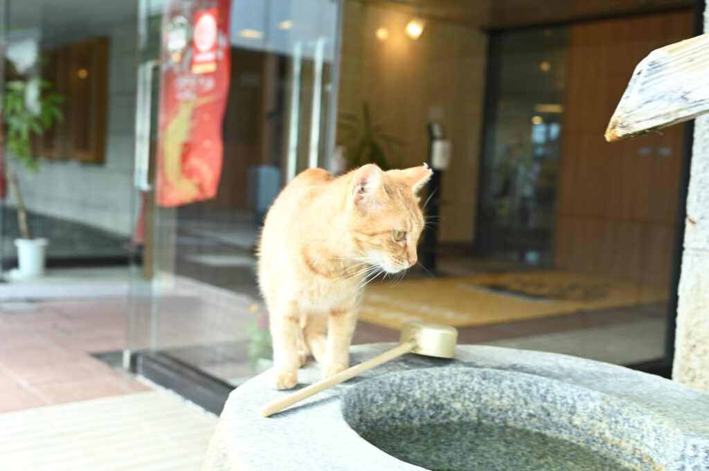 宿の外には保護猫がまったりとお昼寝をしているなど、宿の皆さんが動物好き！