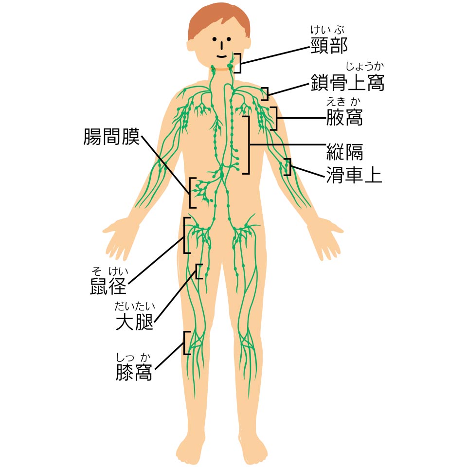 主なリンパ節の分布と名称