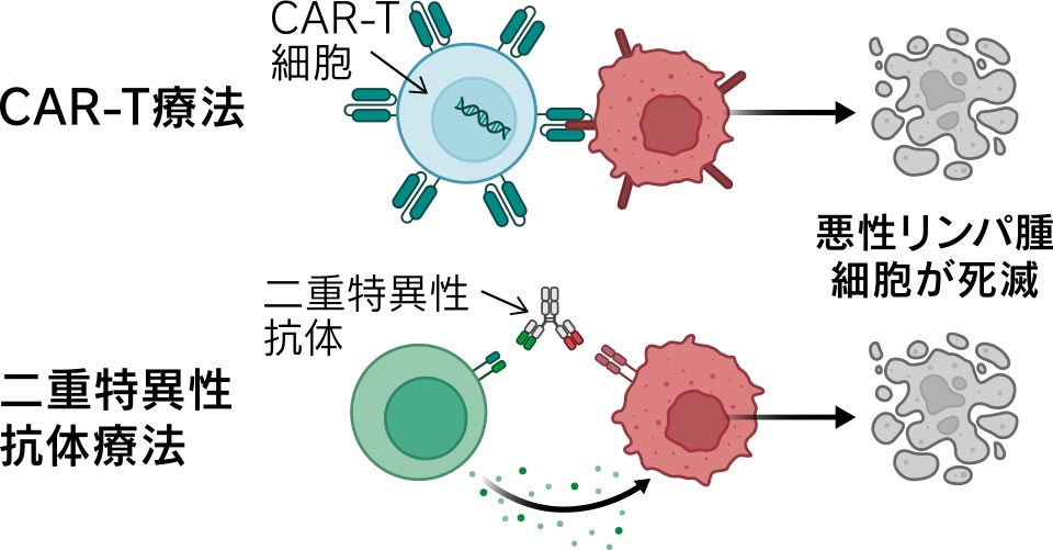 新しい免疫療法：CAR-T療法と二重特異性抗体療法