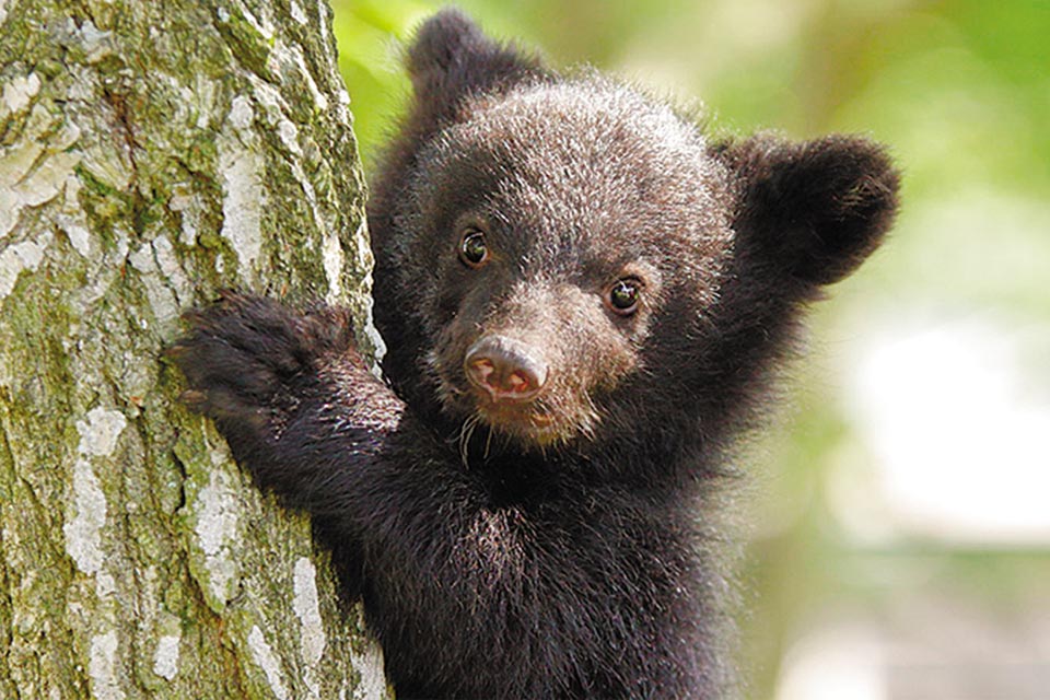 クマに餌やりができるほか、子グマを抱っこして記念写真を撮ることも