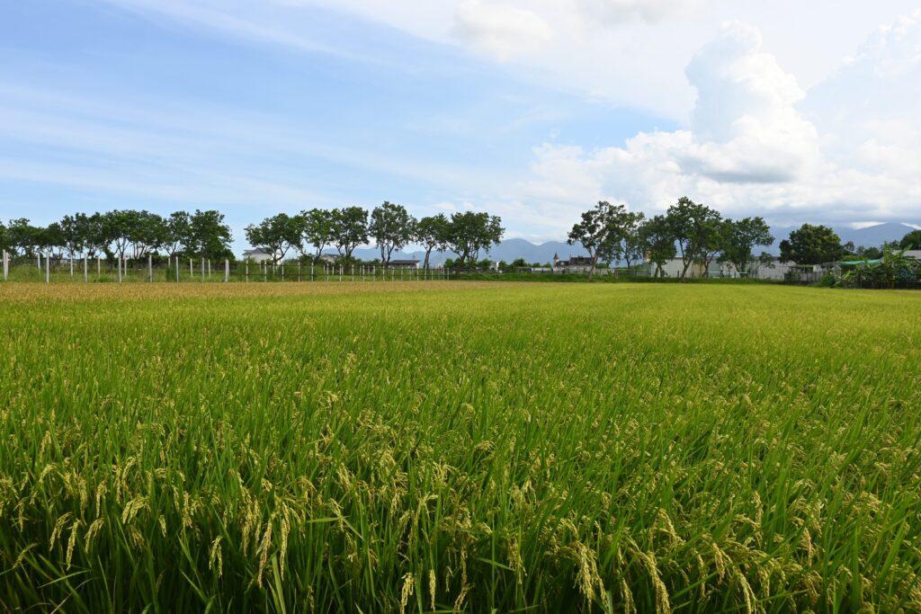 収穫期を迎えた宜蘭県五結郷の稲田=6月20日(NNA撮影)