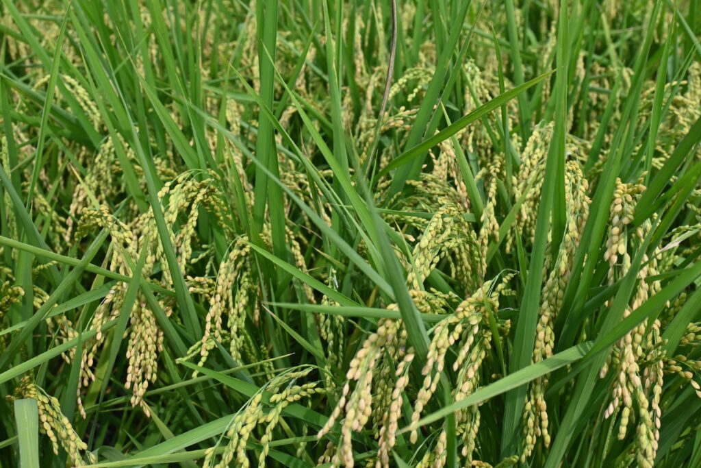 黄金色の稲が収穫を待っています=6月20日(NNA撮影)