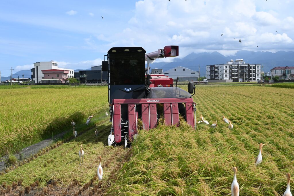 日本ブランドのコンバインで収穫作業。サギがたくさん集まっていました=6月20日(NNA撮影)
