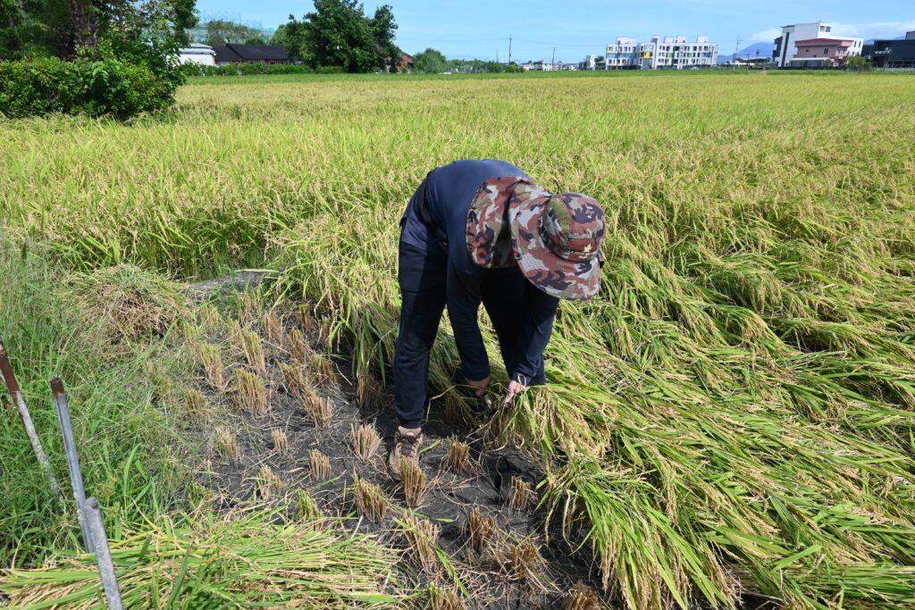 暑い中きつそうな姿勢で稲を刈り取る方子軒さん=6月20日(NNA撮影)
