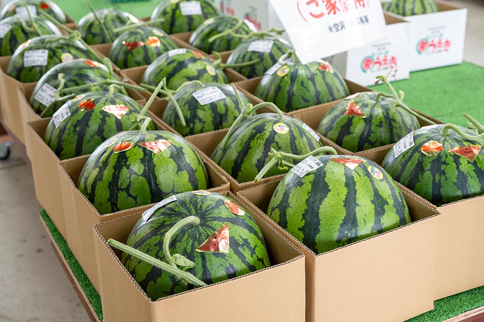 熊本市唯一の道の駅「すいかの里植木」には、出荷のピークを迎えた植木町産スイカが所狭しと並んでいます