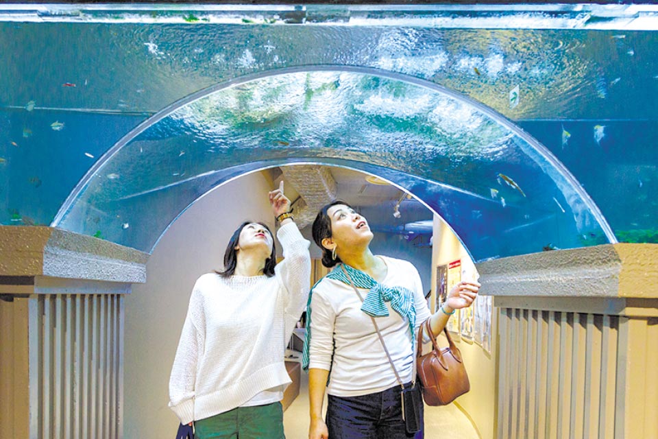 海中水族館シードーナツ