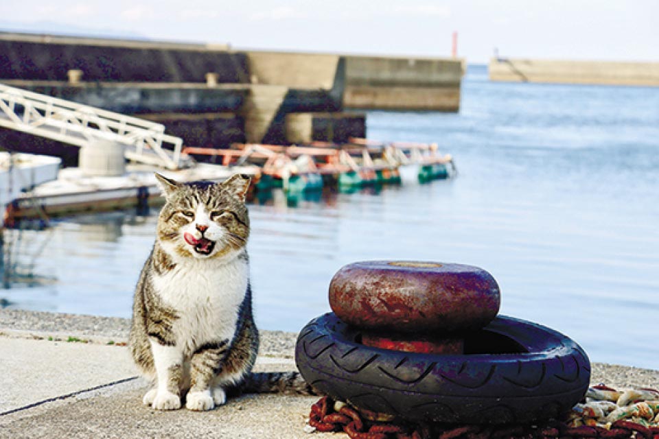 人懐っこい猫が多い「猫の島」として知られています