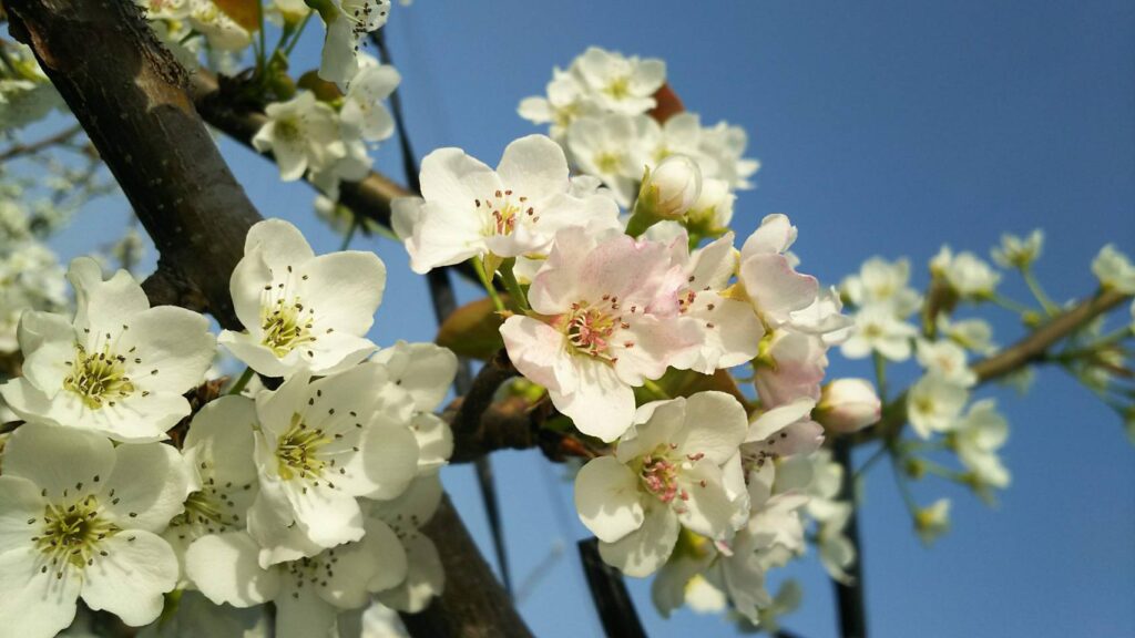 人工授粉させた梨の花