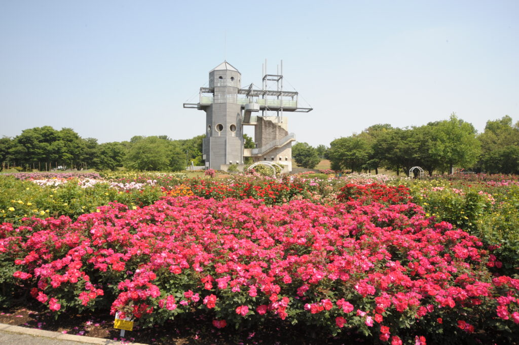 農業公園カントリーパークバラ園