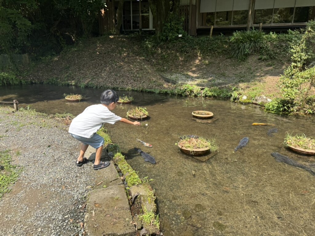 鯉がいる池