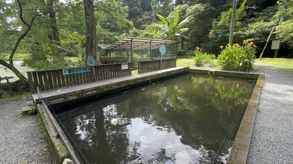 鯉の釣り堀