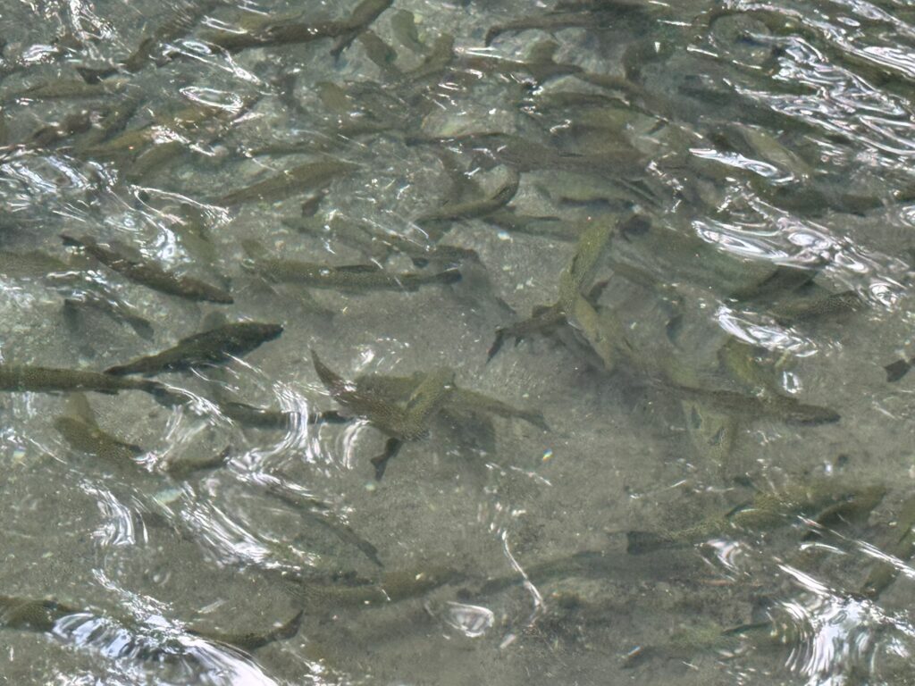 水がきれいな釣り掘
