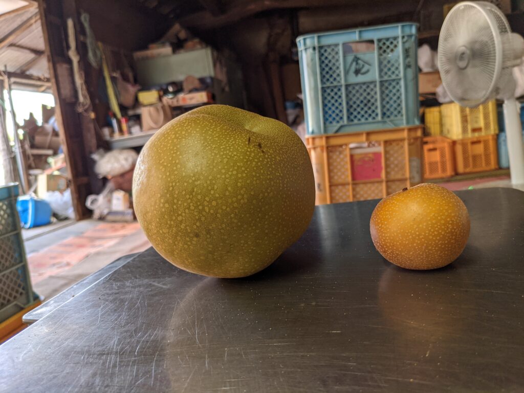 大きさが違う2つの梨