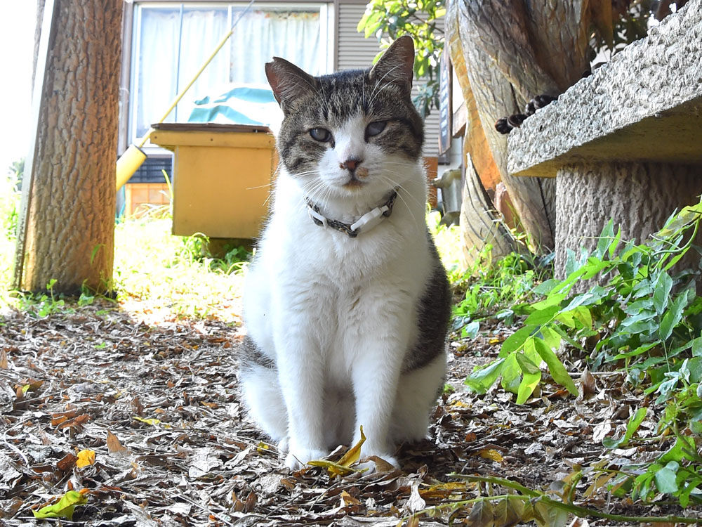 湯島の猫 ボン