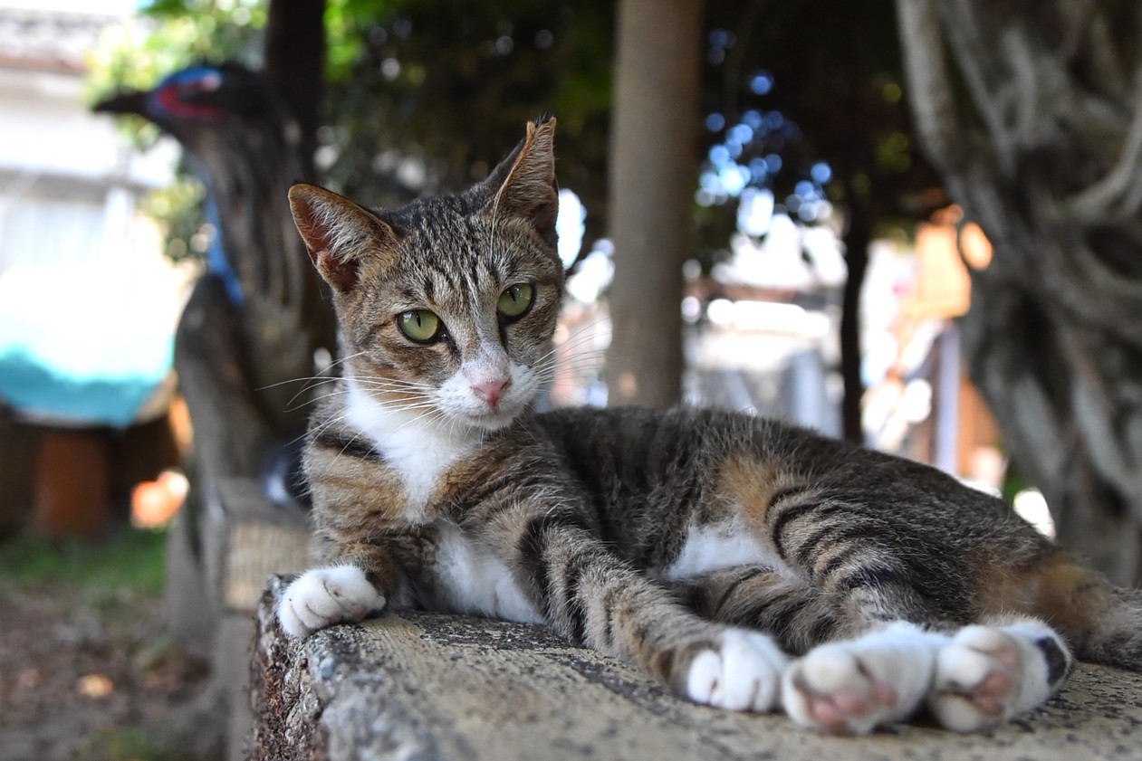 湯島の猫
