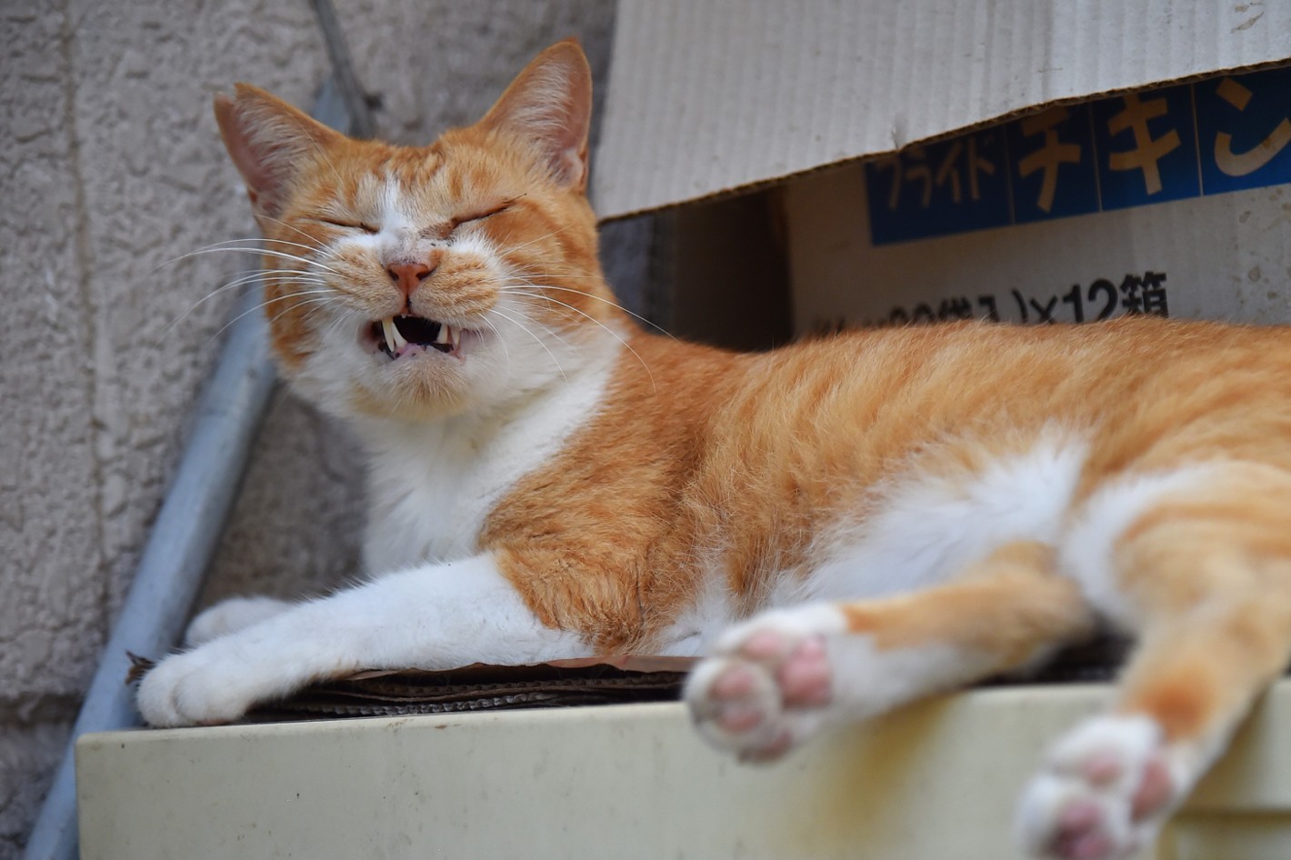 湯島の猫
