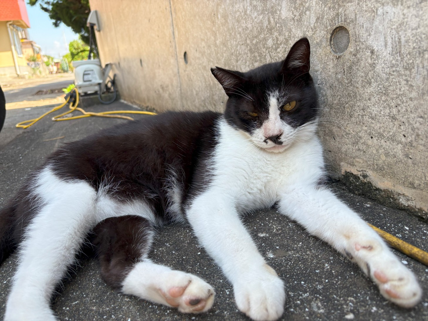 湯島の猫