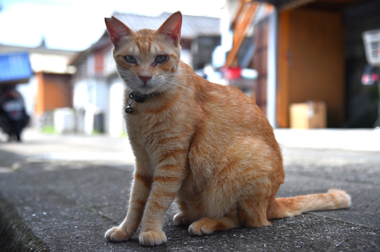 湯島の猫