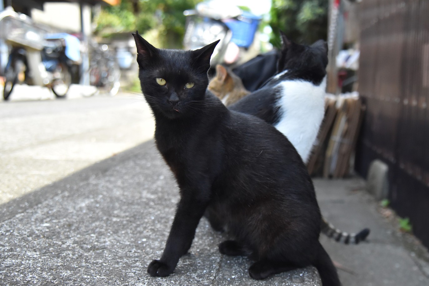 湯島の猫
