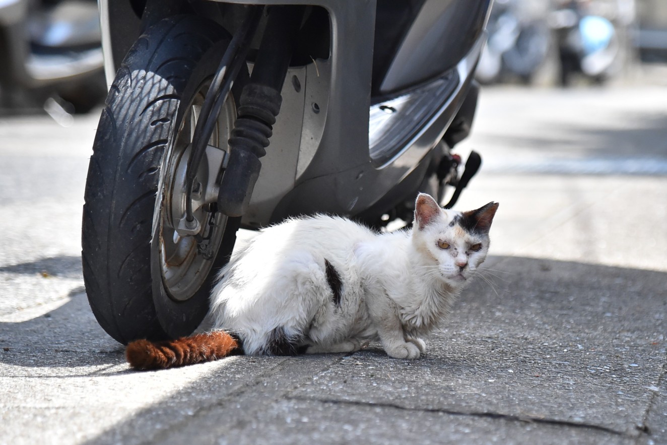 湯島の猫