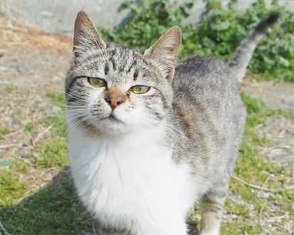 湯島の猫